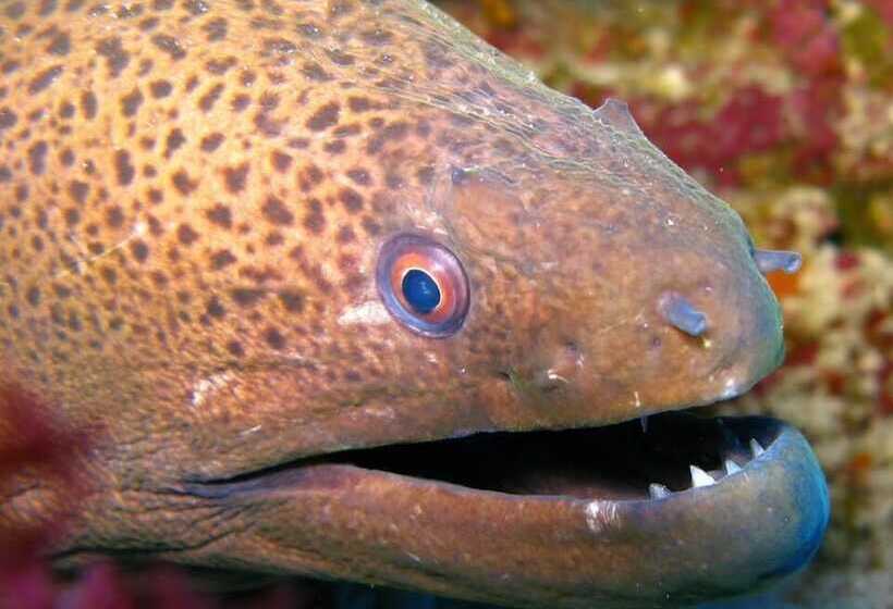 هتل The Oberoi Beach Resort, Sahl Hasheesh