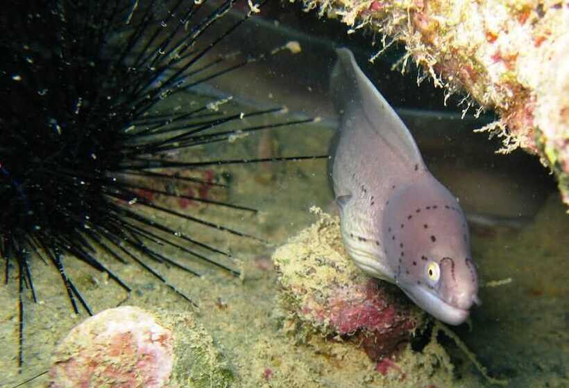 هتل The Oberoi Beach Resort, Sahl Hasheesh