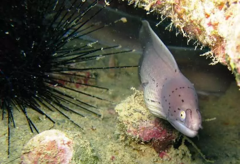 هتل The Oberoi Beach Resort, Sahl Hasheesh