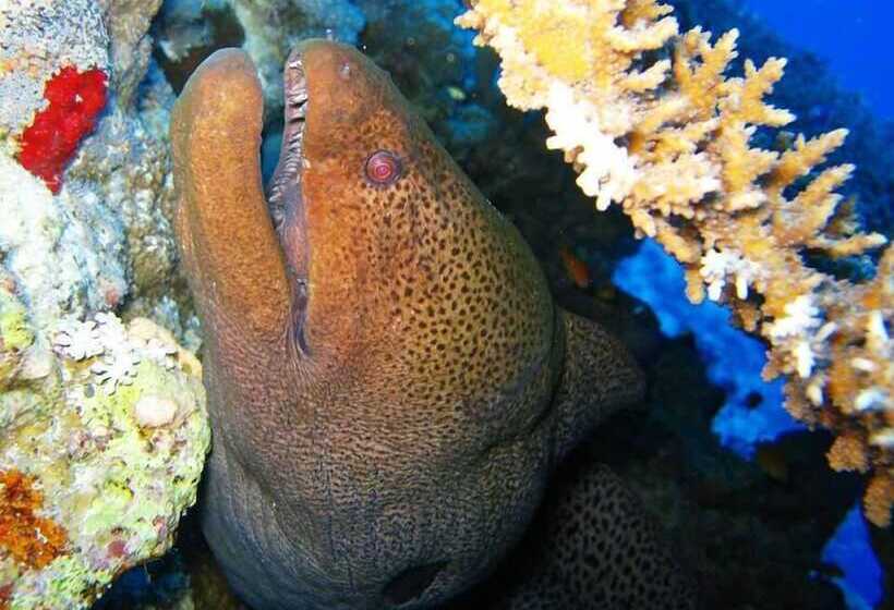 هتل The Oberoi Beach Resort, Sahl Hasheesh