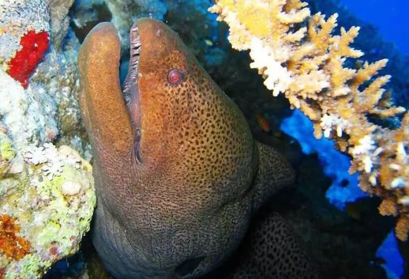 هتل The Oberoi Beach Resort, Sahl Hasheesh