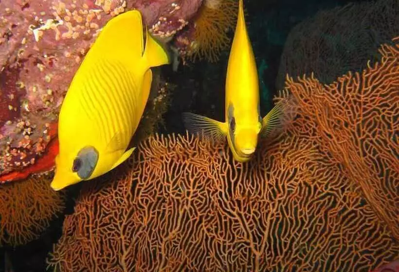 هتل The Oberoi Beach Resort, Sahl Hasheesh