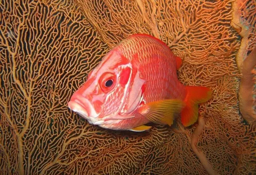 هتل The Oberoi Beach Resort, Sahl Hasheesh