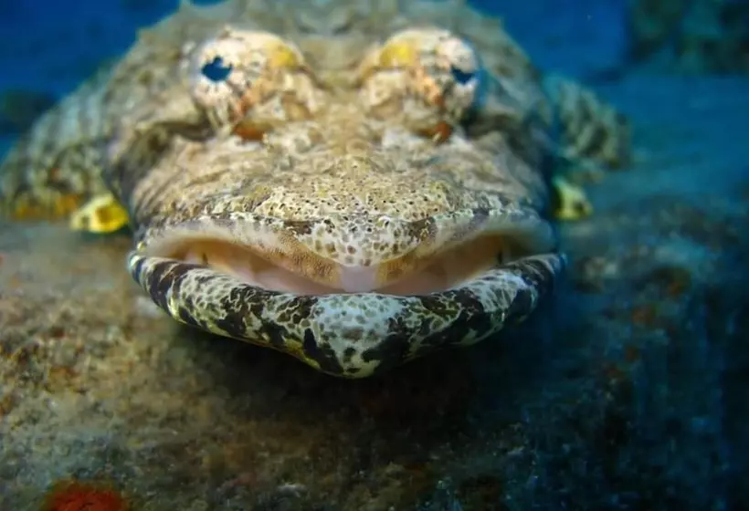 هتل The Oberoi Beach Resort, Sahl Hasheesh