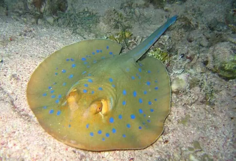 هتل The Oberoi Beach Resort, Sahl Hasheesh