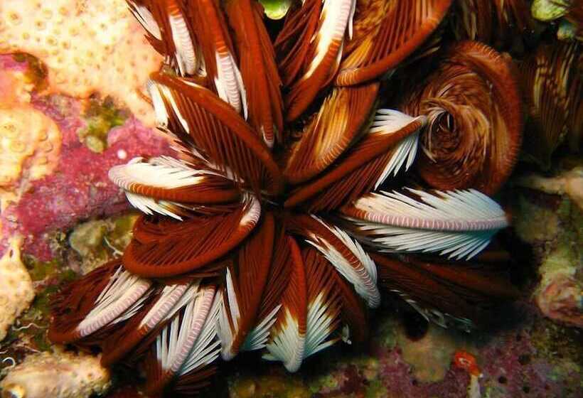 هتل The Oberoi Beach Resort, Sahl Hasheesh