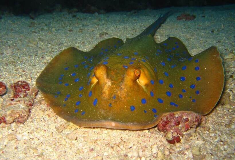 هتل The Oberoi Beach Resort, Sahl Hasheesh