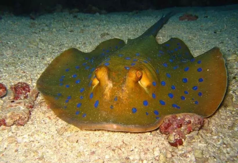 هتل The Oberoi Beach Resort, Sahl Hasheesh