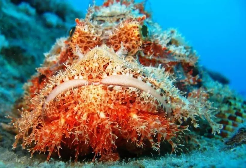 هتل The Oberoi Beach Resort, Sahl Hasheesh