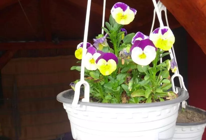 پانسیون Konak Vila Mirković