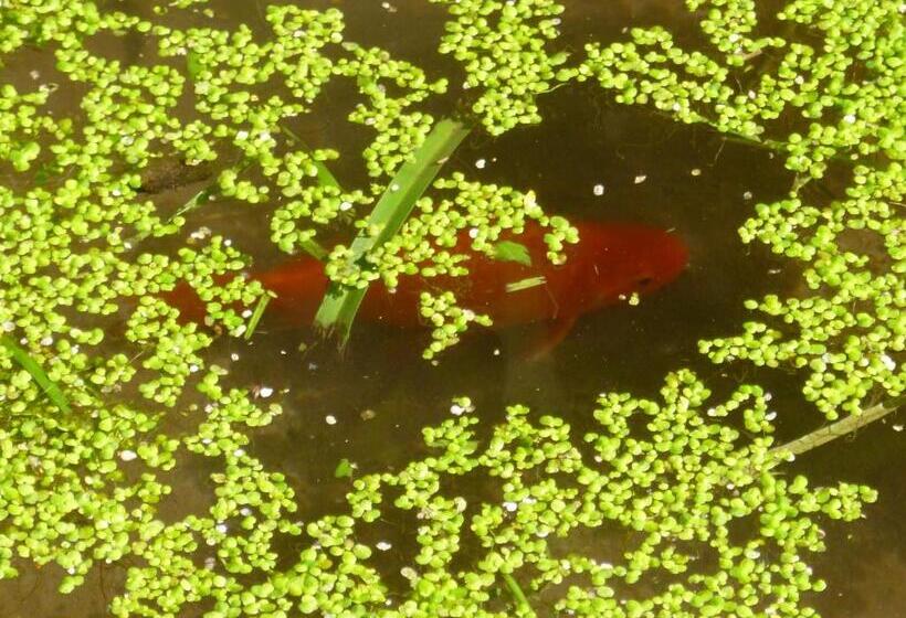 膳宿费 Maison Mauro