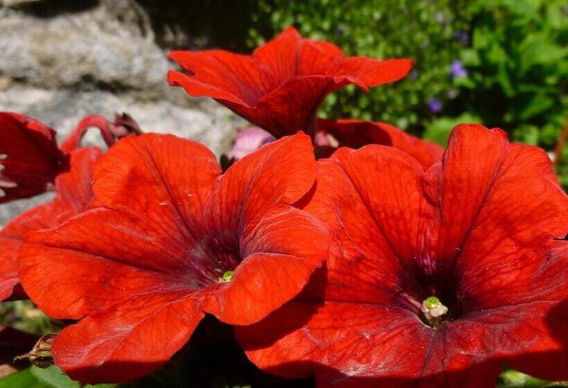 膳宿费 Maison Mauro