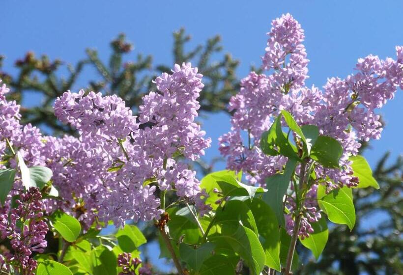 膳宿费 Maison Mauro