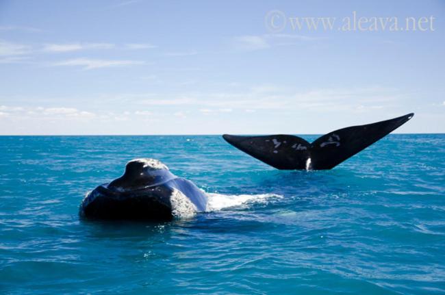 Hostel Del Nomade Hosteria Ecologica