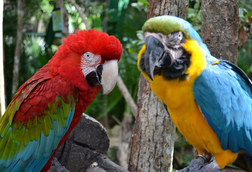 Hotel Bel Air Collection Resort & Spa Riviera Maya