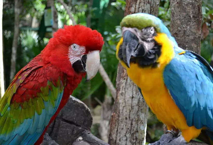 호텔 Bel Air Collection Resort & Spa Riviera Maya