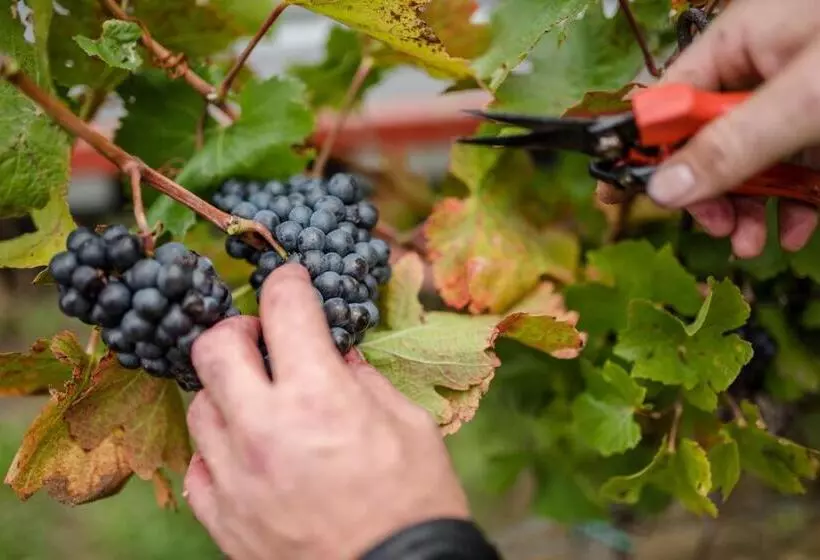 Majatalo Rodinné Vinařství Skoupil