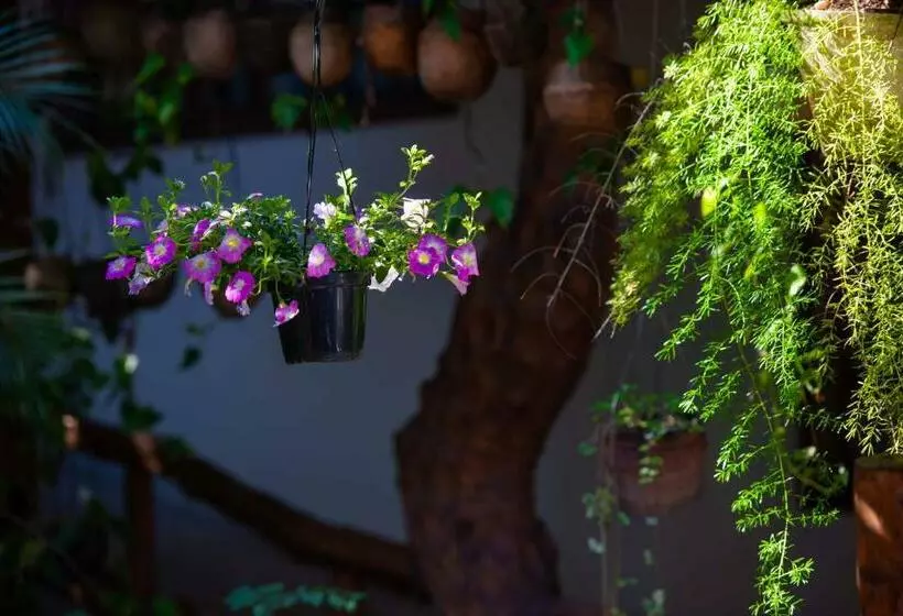 ペンション Pousada Pau Brasil Ubu