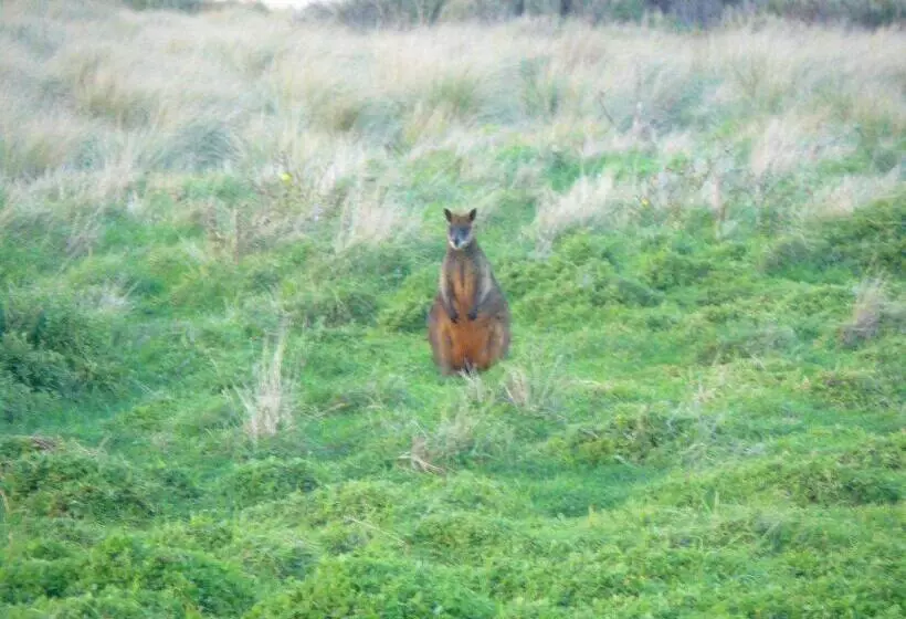 Majatalo Swan Lake Guest House