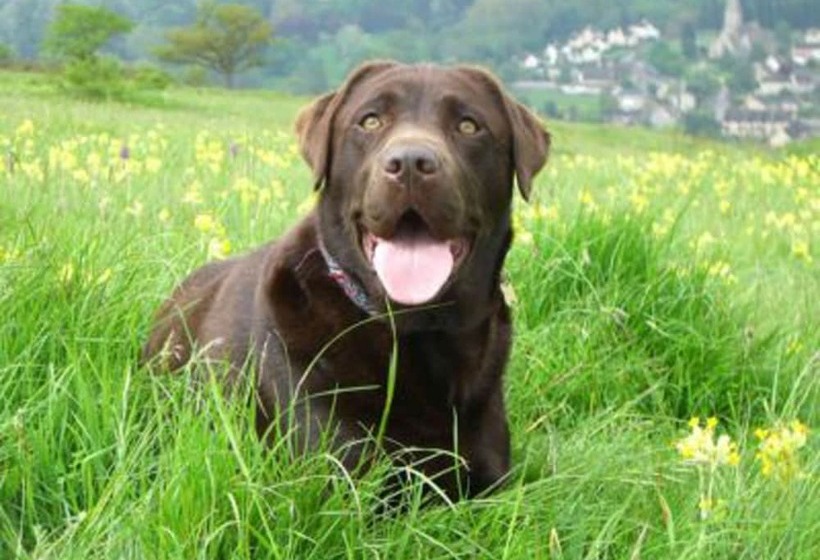 Cotswolds Valleys Accommodation Springfl