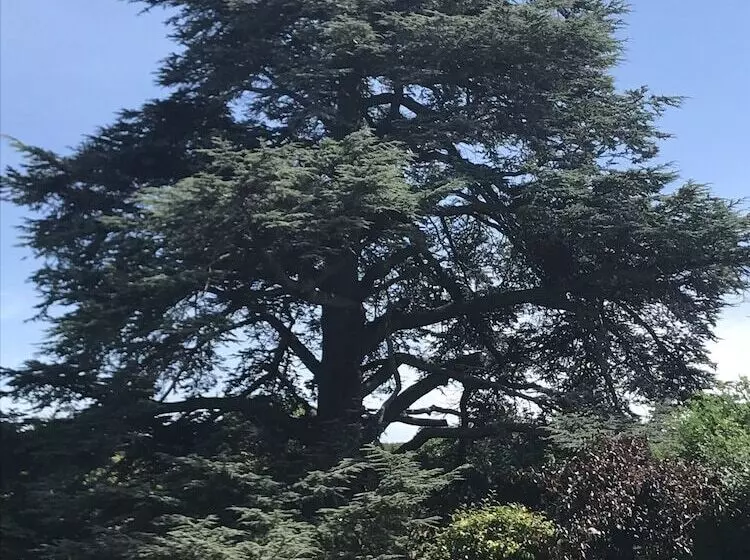 Majatalo Cedar House