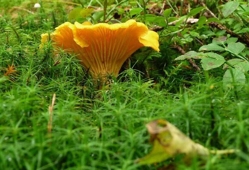 住宿加早餐  Kynnefjällsnatur