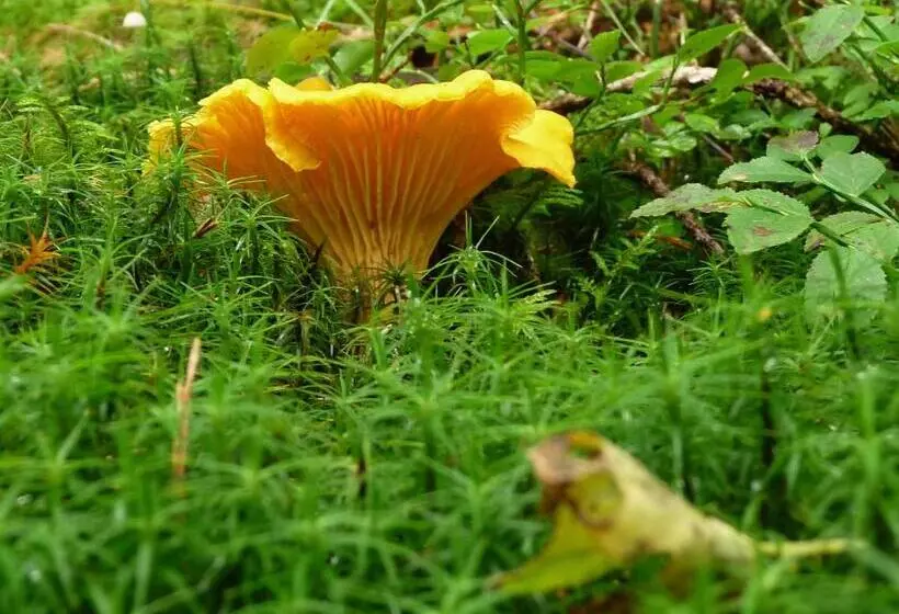 Aamiaismajoitus (B&B) Kynnefjällsnatur