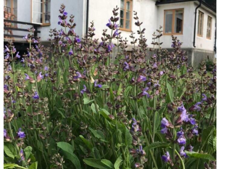 تختخواب و صبحانه Silte Siglajvs 147