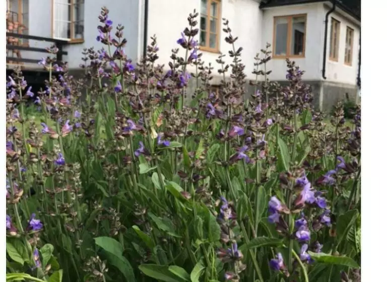 ベッドアンドブレックファースト Silte Siglajvs 147