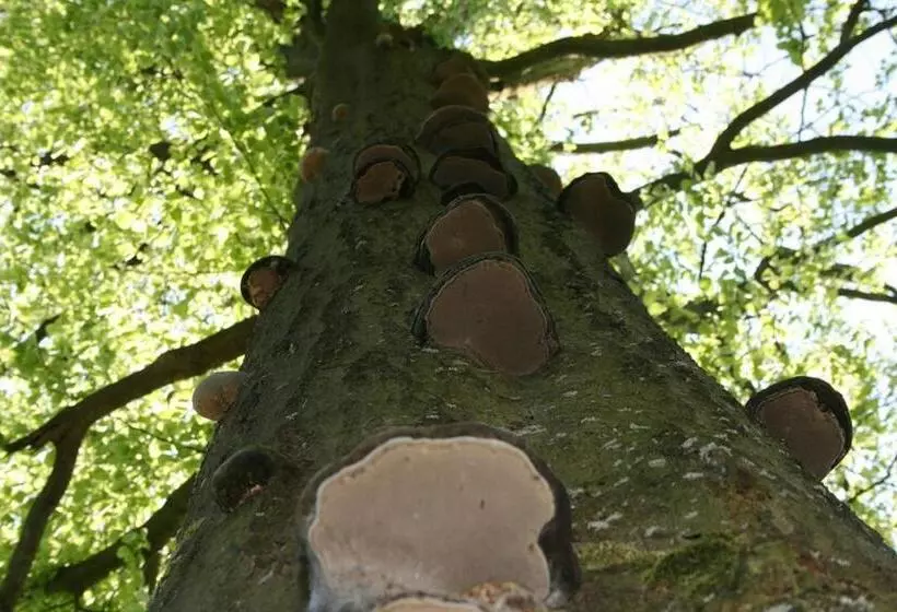 Majatalo Kräuterbaude