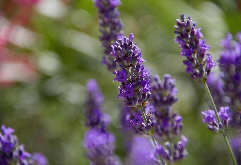 فندق Agriturismo Podere Acqualoreto