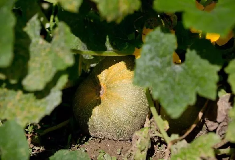 Hotelli Agriturismo Podere Acqualoreto