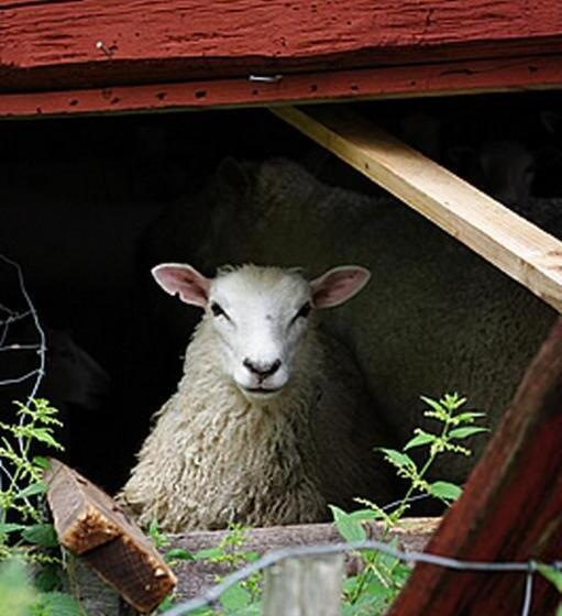 Hotelli Smultronboda Fårgård