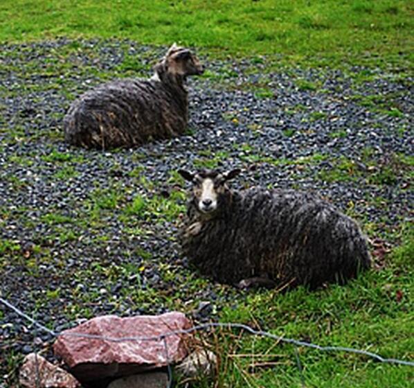 Hotelli Smultronboda Fårgård