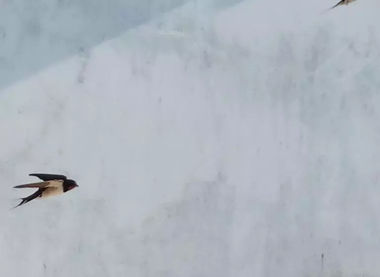 ペンション Al Casa Das Andorinhas