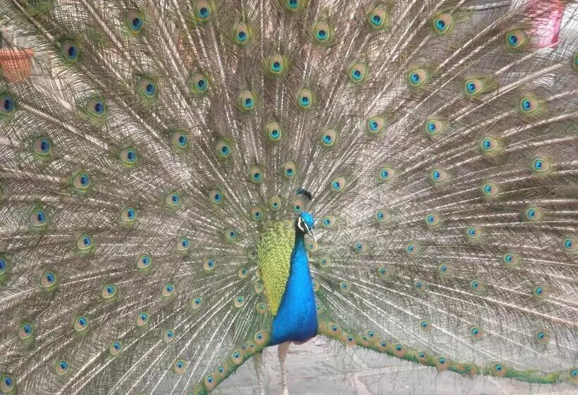 ホテル Agriturismo Castello Di Querceto