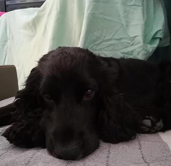 فندق I Gelsi E I Castagni