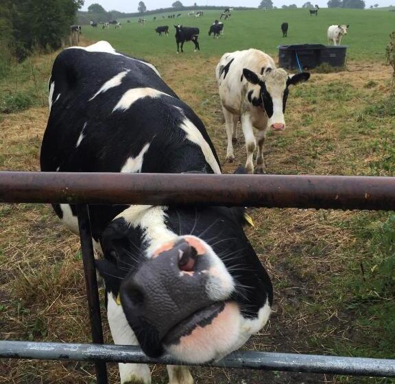 The Old Nurseries B & B