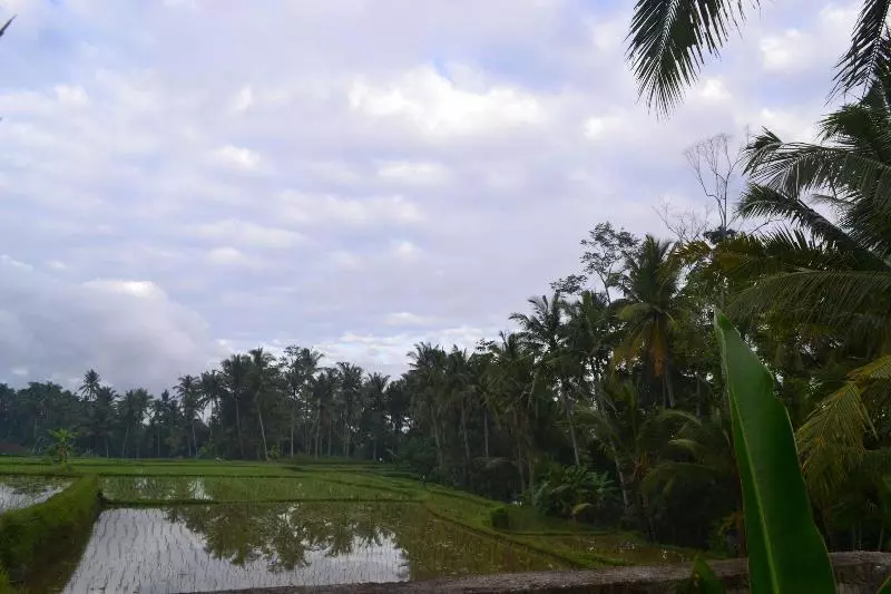 تختخواب و صبحانه Buda Cottage Ubud