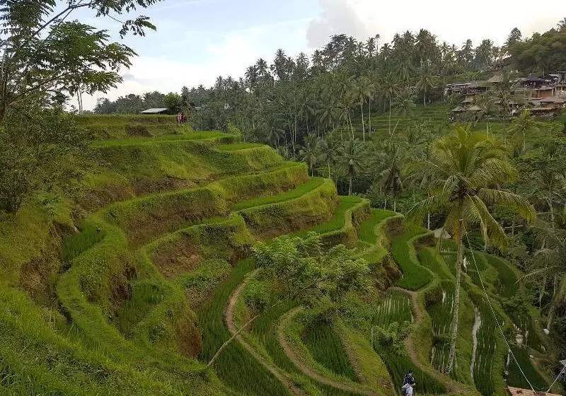 تختخواب و صبحانه Buda Cottage Ubud