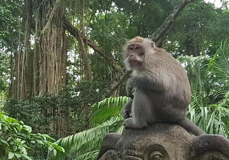 تختخواب و صبحانه Buda Cottage Ubud