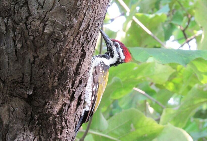 Hotel Anil Farm House