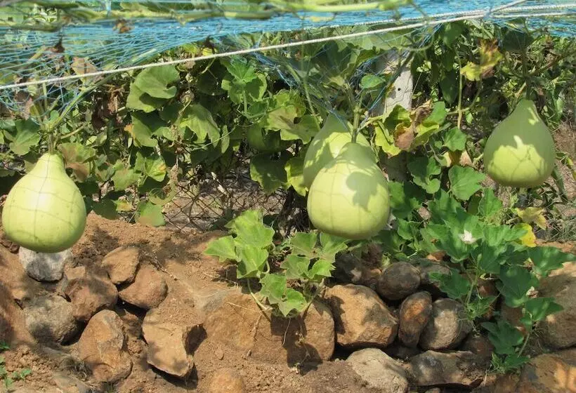 ホテル Anil Farm House