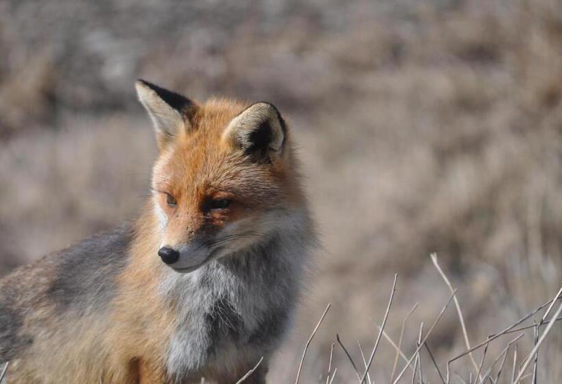 ホテル La Foret De Maronne