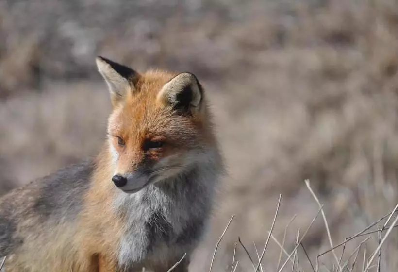 Отель La Foret De Maronne