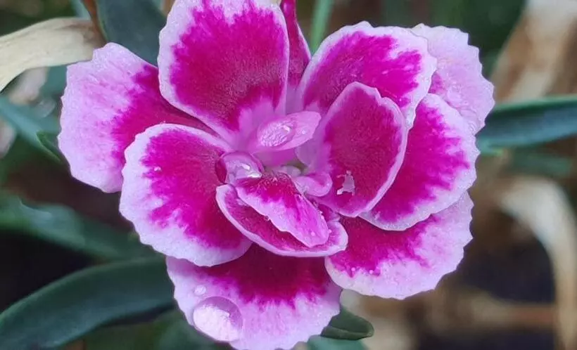 Отель Doubs Rivage