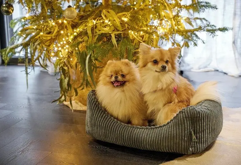 ホテル Casa Serras Andorra