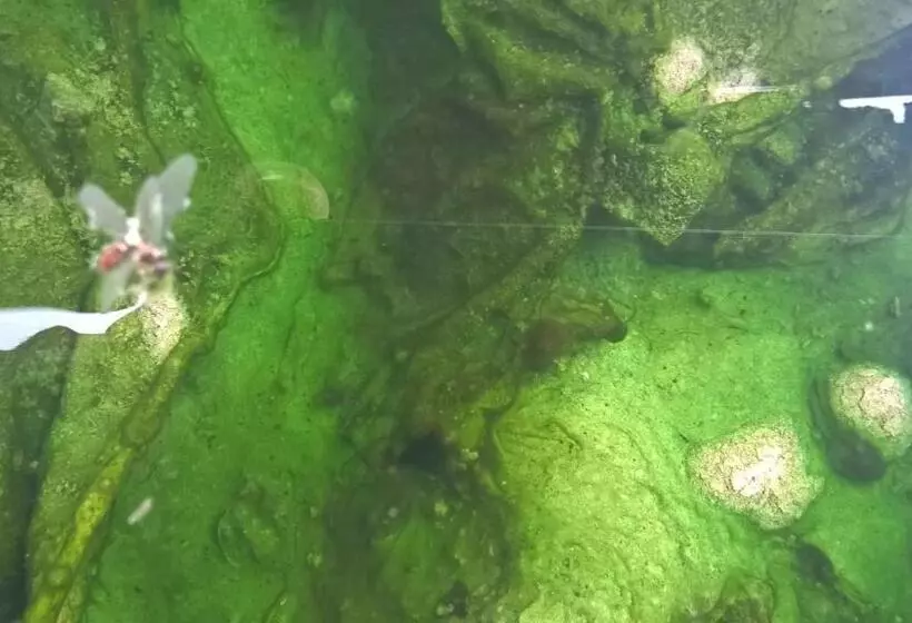 ホテル Terme Belvedere