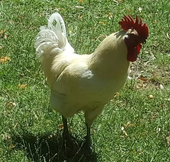 هتل Hostellerie Sarrasine Macon Est