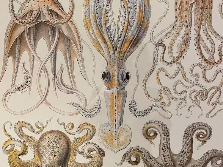 酒店 Hôtel L Albatros